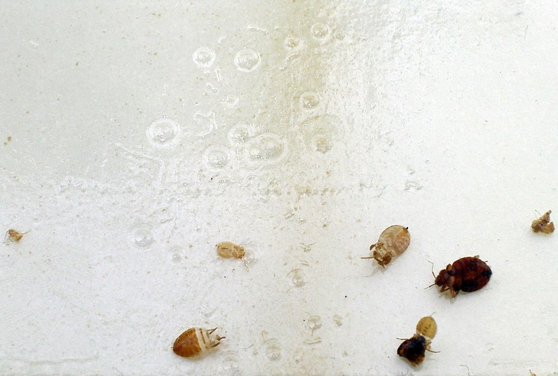 Кровососущие клопы в квартире Клопы в доме