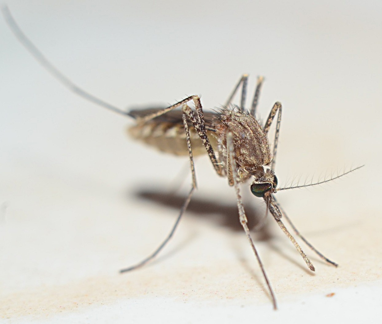 избавление от комаров комар