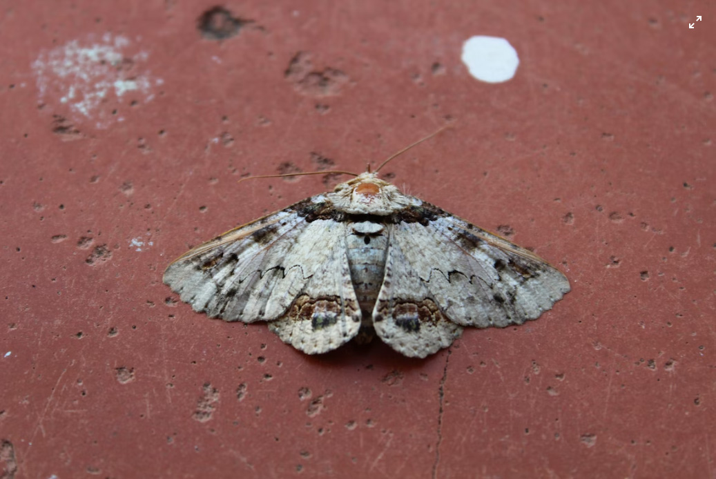 сельскохозяйственный вредитель бабочка картофельной моли