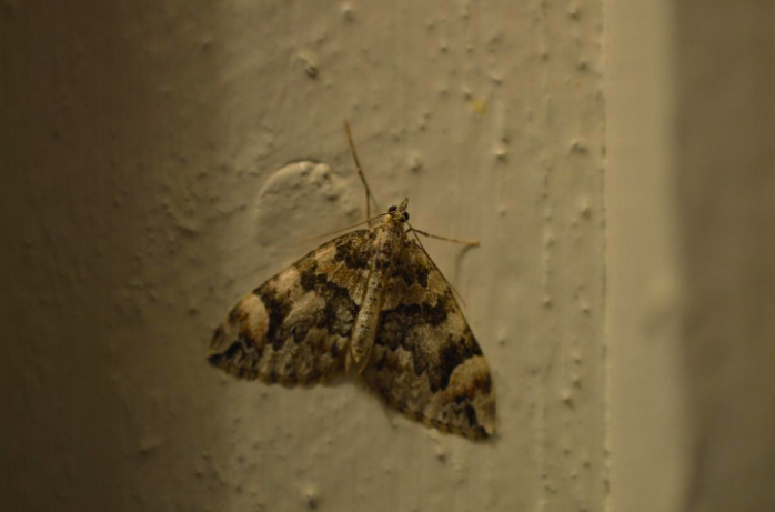 уничтожение моли пищевая моль на кухне